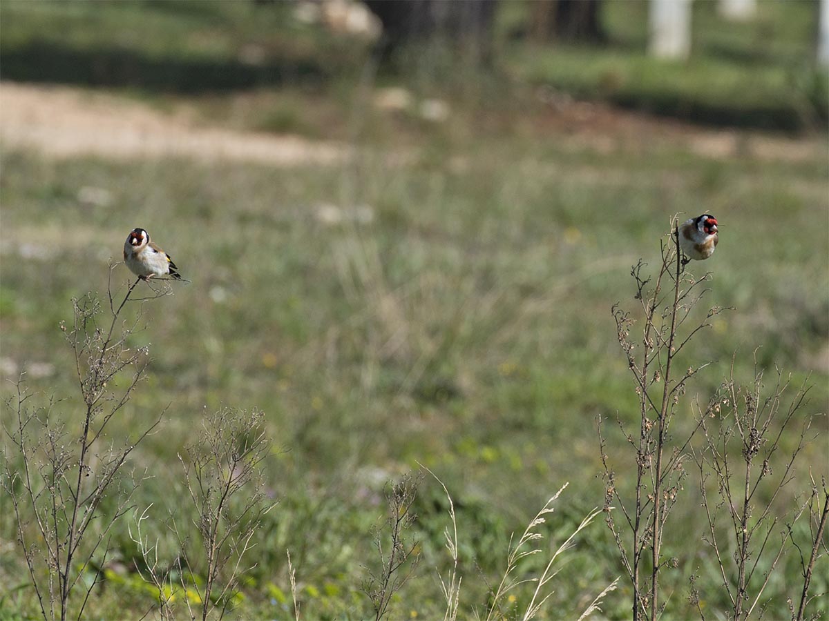 Carduelis carduelis